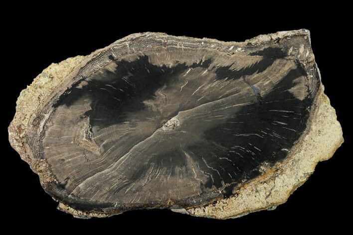 Bargain, Petrified Wood (Schinoxylon) Slab - Blue Forest, Wyoming #141283